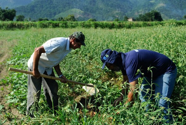 Produção agrícola